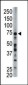 FACL6 Antibody (Center)